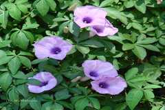 Ipomoea cairica